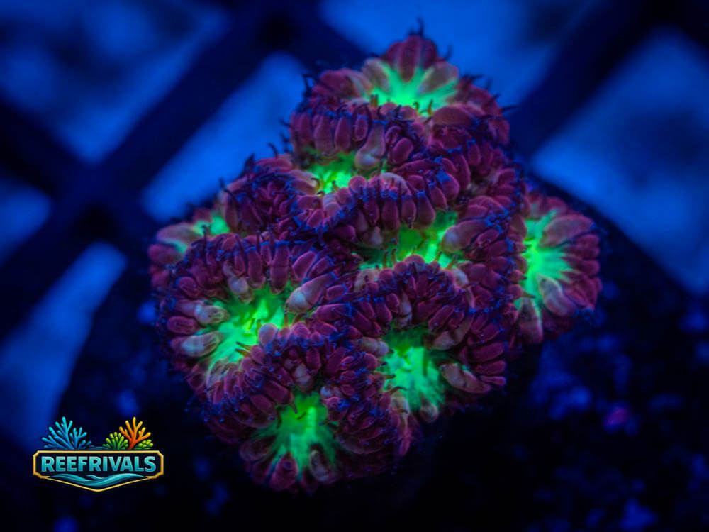 TSA Lavender Fields Blasto WYSIWYG coral image | ReefRivals TSA Lavender Fields Blasto coral image from ReefRivals, listed as Blastomussa Spp and Soft Coral