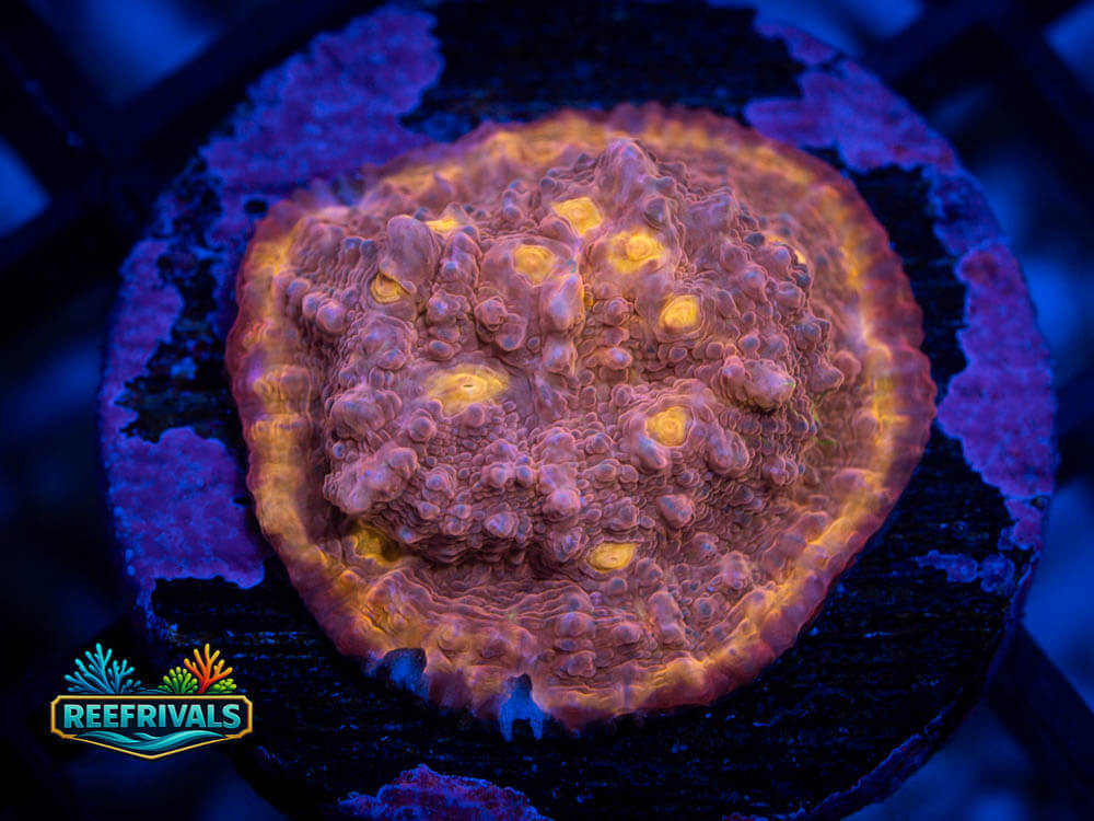 ECC Proper Peach Chalice WYSIWYG coral image | ReefRivals ECC Proper Peach Chalice coral image from ReefRivals, listed as Echinophyllia Spp. and Soft Coral