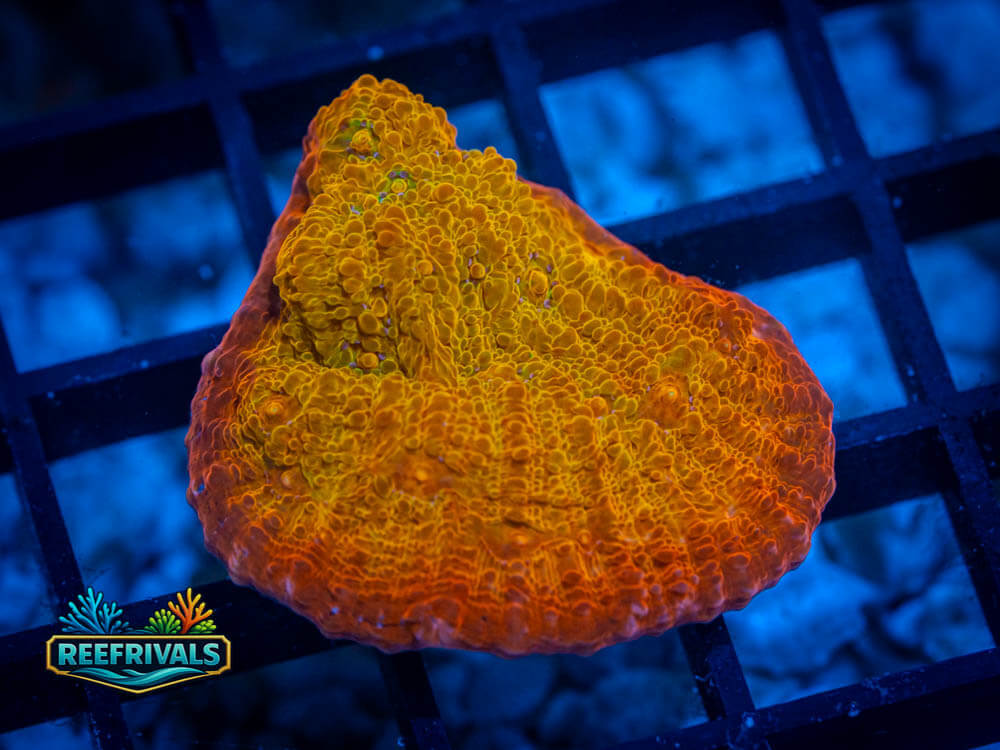 ECC Ludicrous Chalice coral image from ReefRivals, listed as Echinophyllia Spp. and Soft Coral