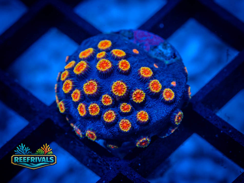 Bizarro Cyphastrea coral image from ReefRivals, listed as Cyphastrea Spp and Soft Coral