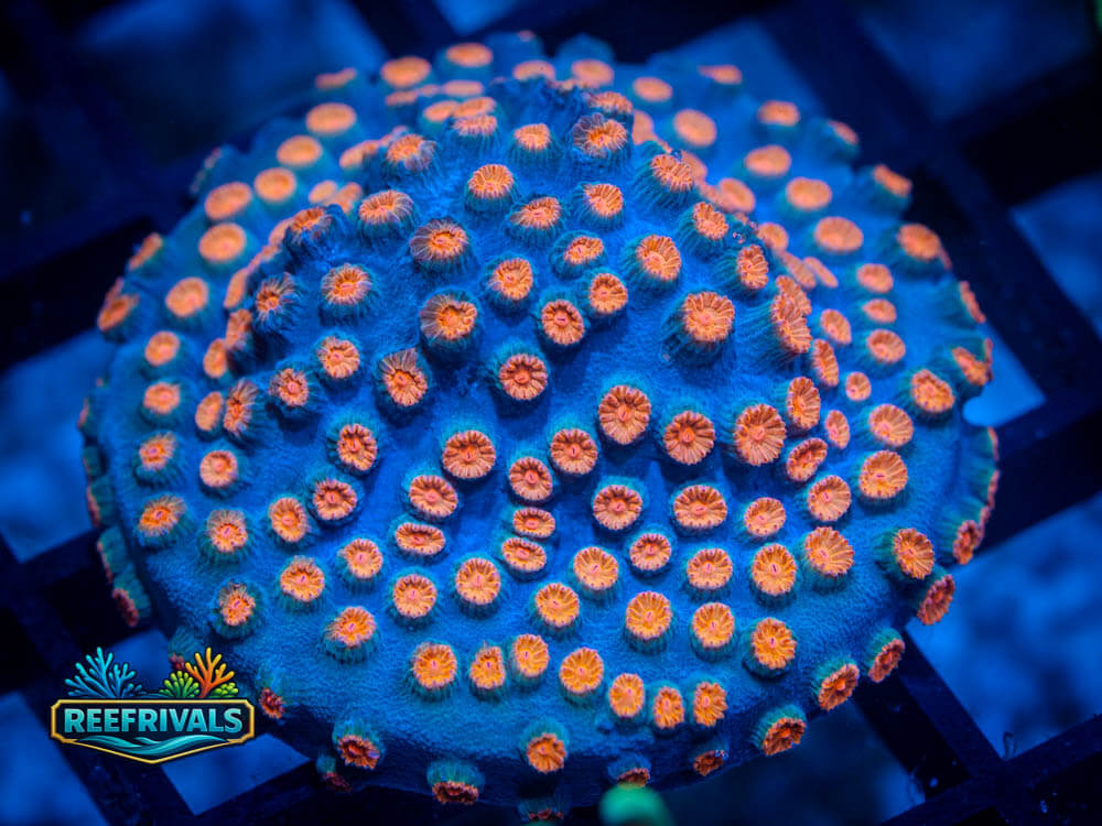 TSA Meteor Shower Cyphastrea coral image from ReefRivals, listed as Cyphastrea spp. and Soft Coral