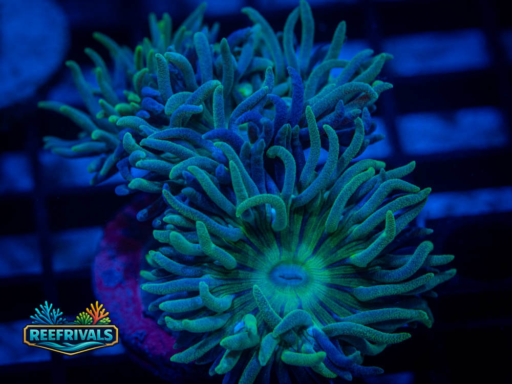 TSA BooBerry Duncan WYSIWYG coral image | ReefRivals TSA BooBerry Duncan coral image from ReefRivals, listed as Soft Coral