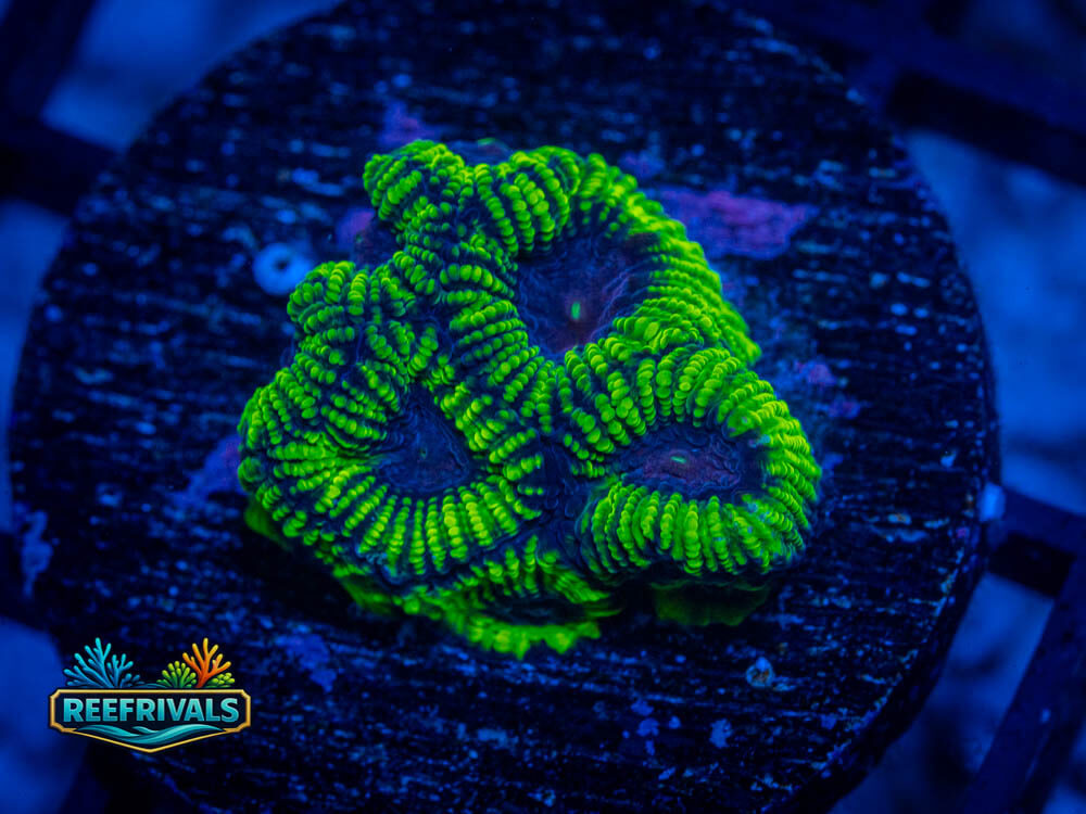 RVL Raptor's Peace Favia WYSIWYG coral image | ReefRivals RVL Raptor's Peace Favia coral image from ReefRivals, listed as Favia spp. and Soft Coral
