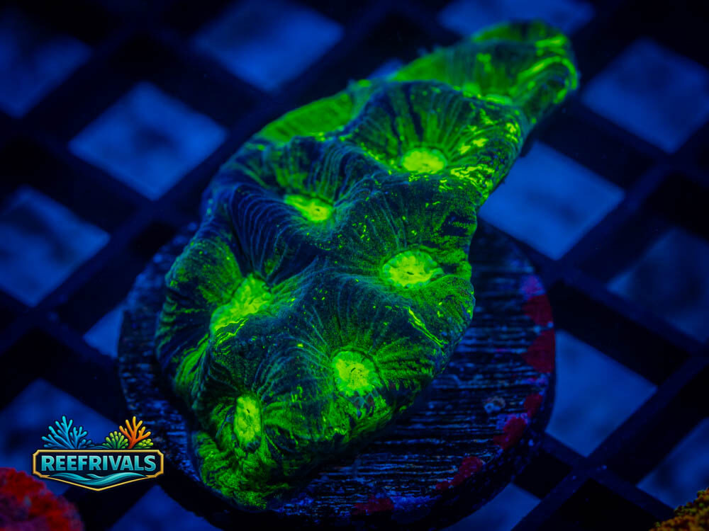 UC Toxic Oil Spill WYSIWYG coral image | ReefRivals UC Toxic Oil Spill coral image from ReefRivals, listed as Favia spp. and Favias