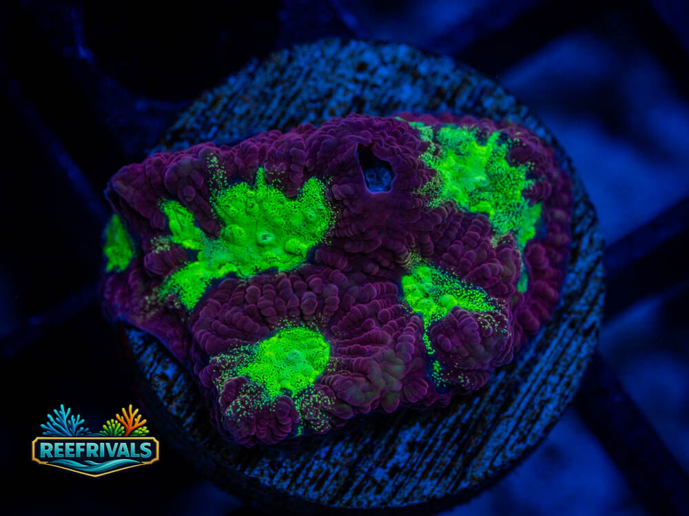 RVL Poison Apple Favia coral image from ReefRivals, listed as Favia spp. and Soft Coral