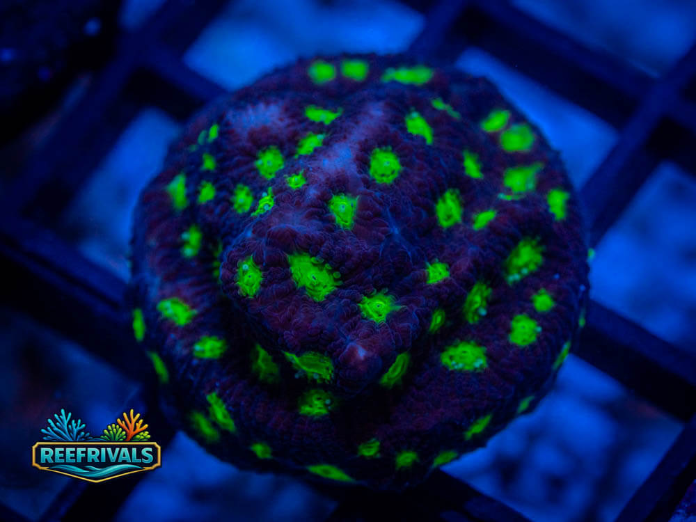 WWC Purple Haze Favia WYSIWYG coral image | ReefRivals WWC Purple Haze Favia coral image from ReefRivals, listed as Favia spp. and Favias