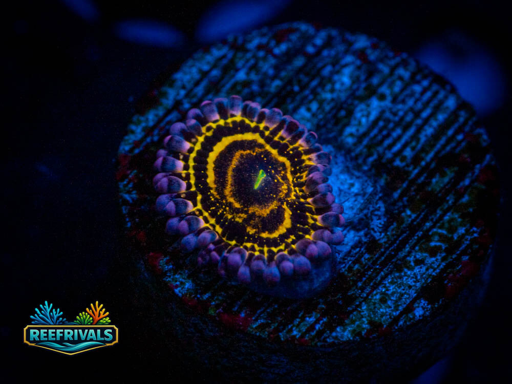 OG Stratosphere Zoa WYSIWYG coral image | ReefRivals OG Stratosphere Zoa coral image from ReefRivals, listed as Zoas and Soft Coral