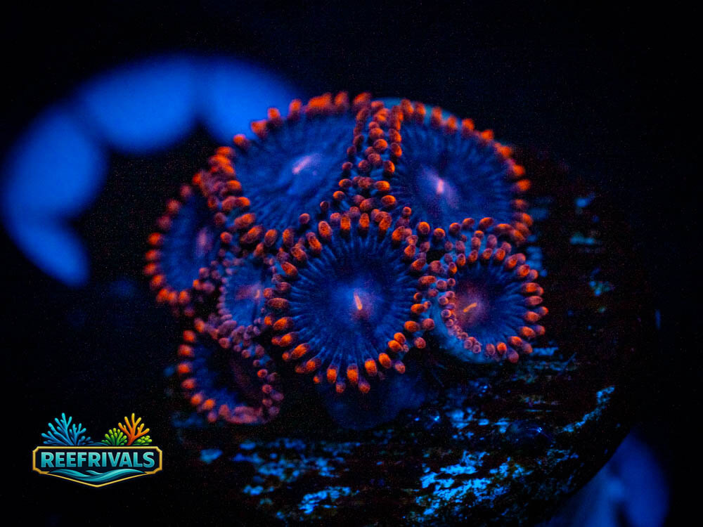 TSA Spiderman Zoa coral image from ReefRivals, listed as zoanthus spp. and Zoas