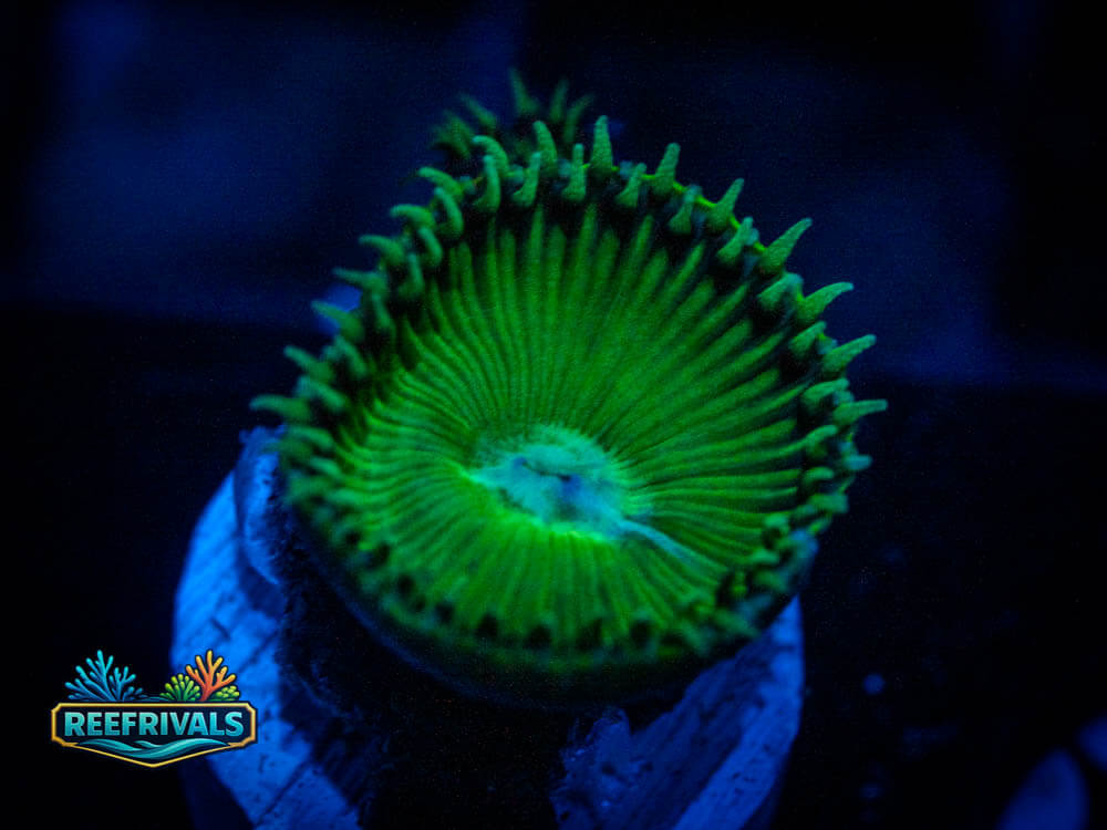 TSA Green Implosion Paly WYSIWYG coral image | ReefRivals TSA Green Implosion Paly coral image from ReefRivals, listed as Zoas and Soft Coral