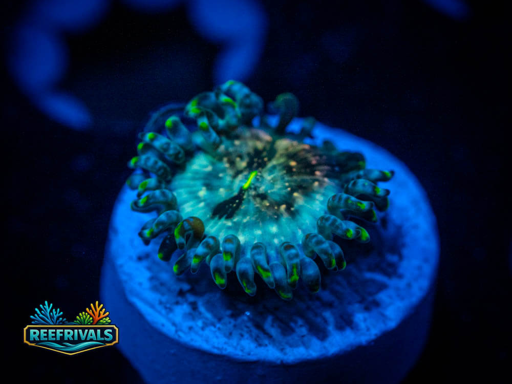 WWC Hawaiin Ding Dang Zoa WYSIWYG coral image | ReefRivals WWC Hawaiin Ding Dang Zoa coral image from ReefRivals, listed as Zoas and Soft Coral