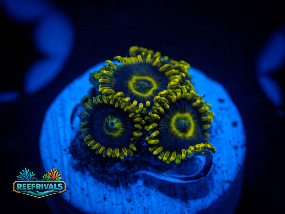 ECC Lakers Zoa coral image from ReefRivals, listed as Zoas and Soft Coral