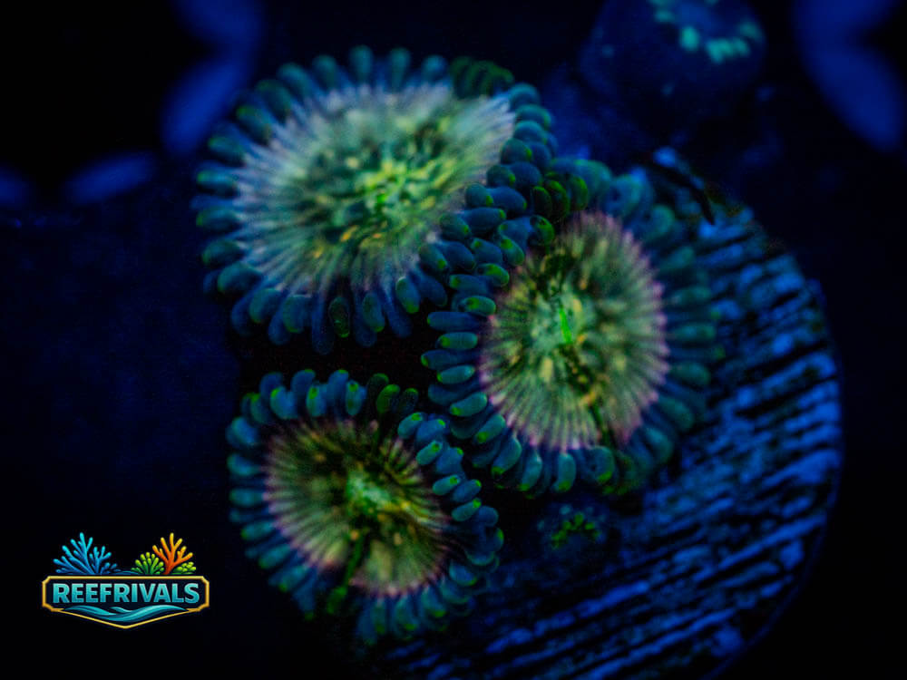 WWC Hawaiian PE Zoa coral image from ReefRivals, listed as Zoanthus spp. and Zoas