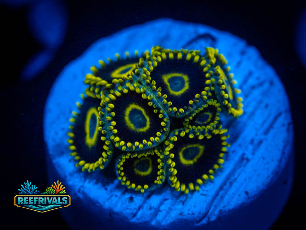 TG Blue Hornets Zoa coral image from ReefRivals, listed as Zoanthus spp. and Zoas