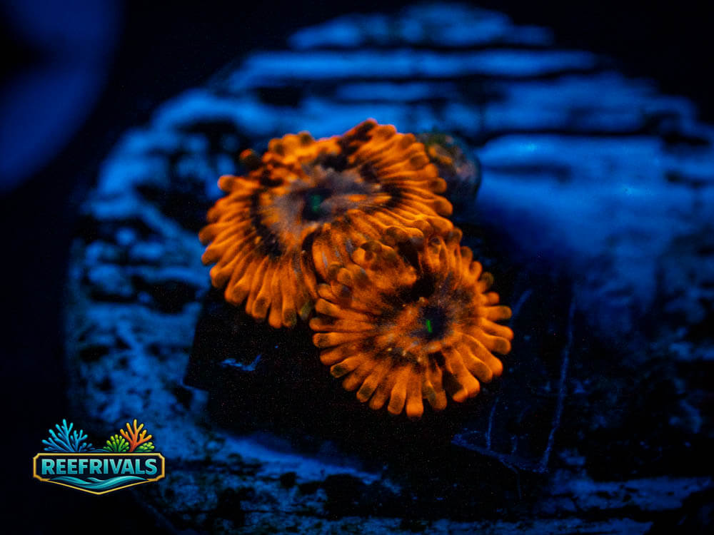 OG Utter Chaos Zoa WYSIWYG coral image | ReefRivals OG Utter Chaos Zoa coral image from ReefRivals, listed as Zoanthus spp. and Zoas