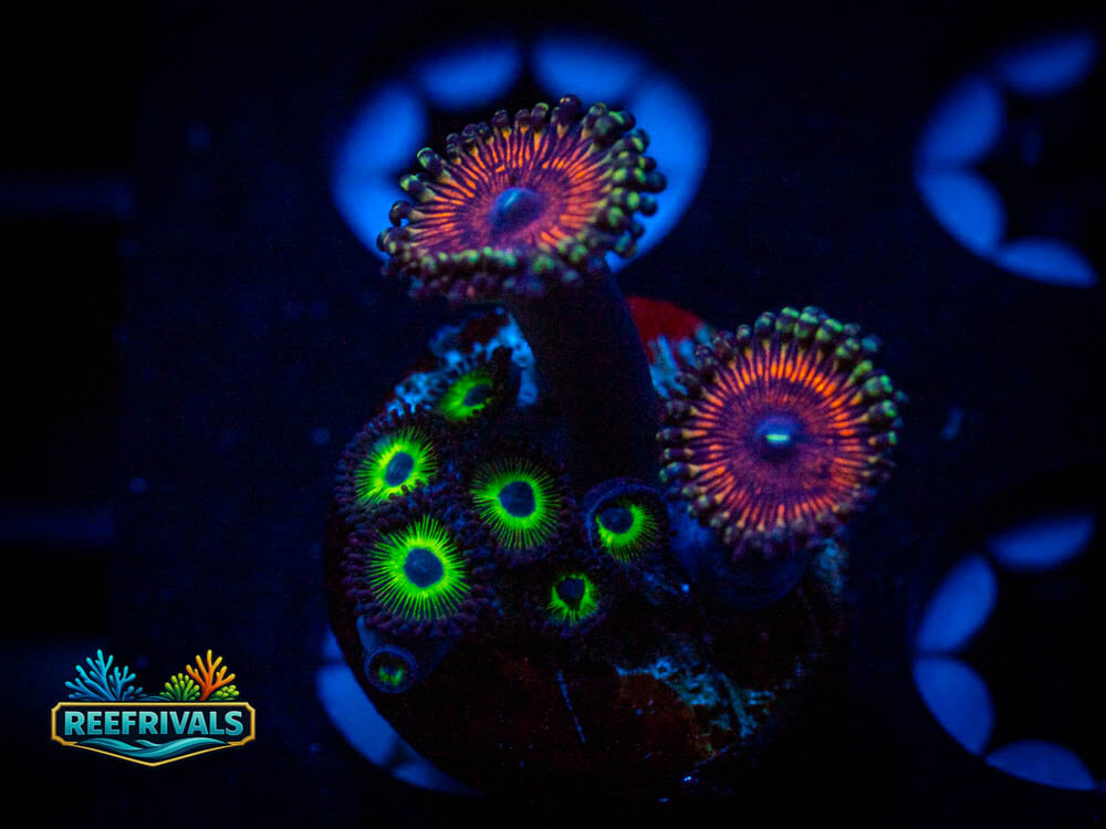God of War Combo Zoa WYSIWYG coral image | ReefRivals God of War Combo Zoa coral image from ReefRivals, listed as Zoas and Soft Coral