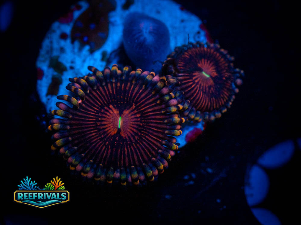 TSA Hyper Phoenix Zoa WYSIWYG coral image | ReefRivals TSA Hyper Phoenix Zoa coral image from ReefRivals, listed as Zoas and Soft Coral