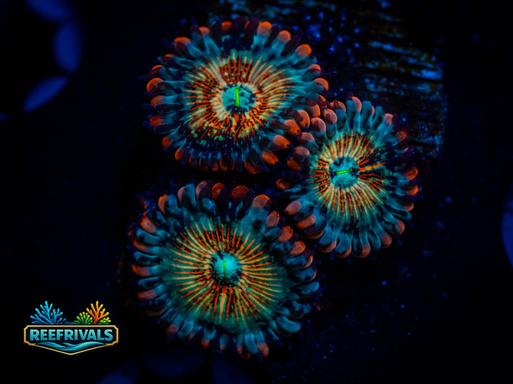 ECC White Zombie Zoa coral image from ReefRivals, listed as Zoas and Soft Coral
