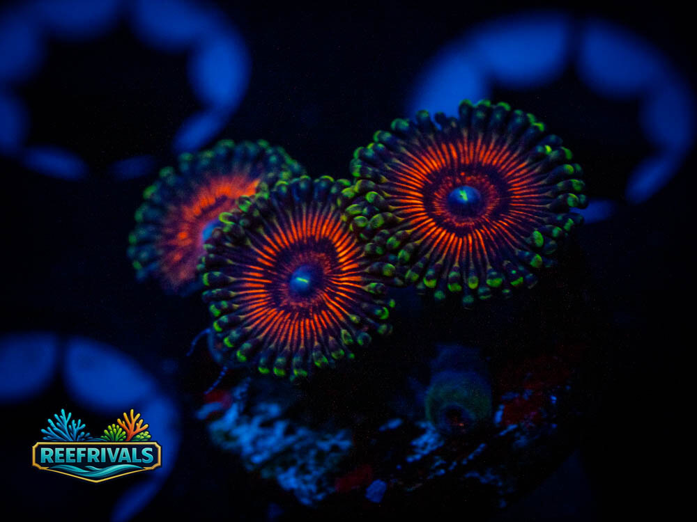 ECC God of War Zoa coral image from ReefRivals, listed as Zoas and Soft Coral