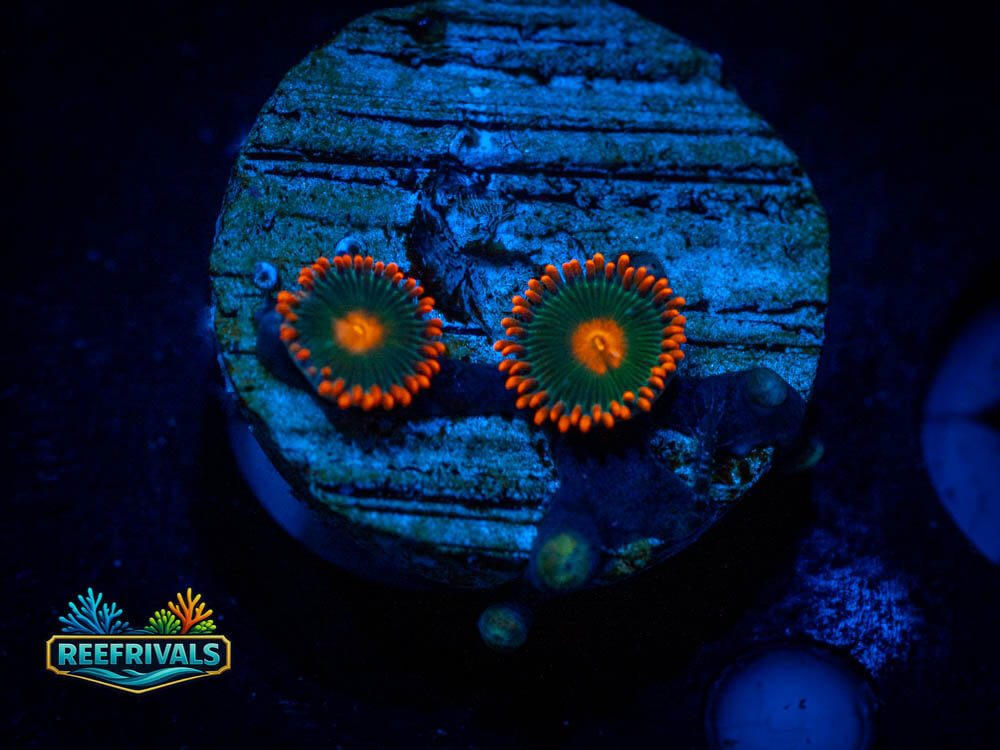 ECC Gatorades Zoa coral image from ReefRivals, listed as Zoas and Soft Coral