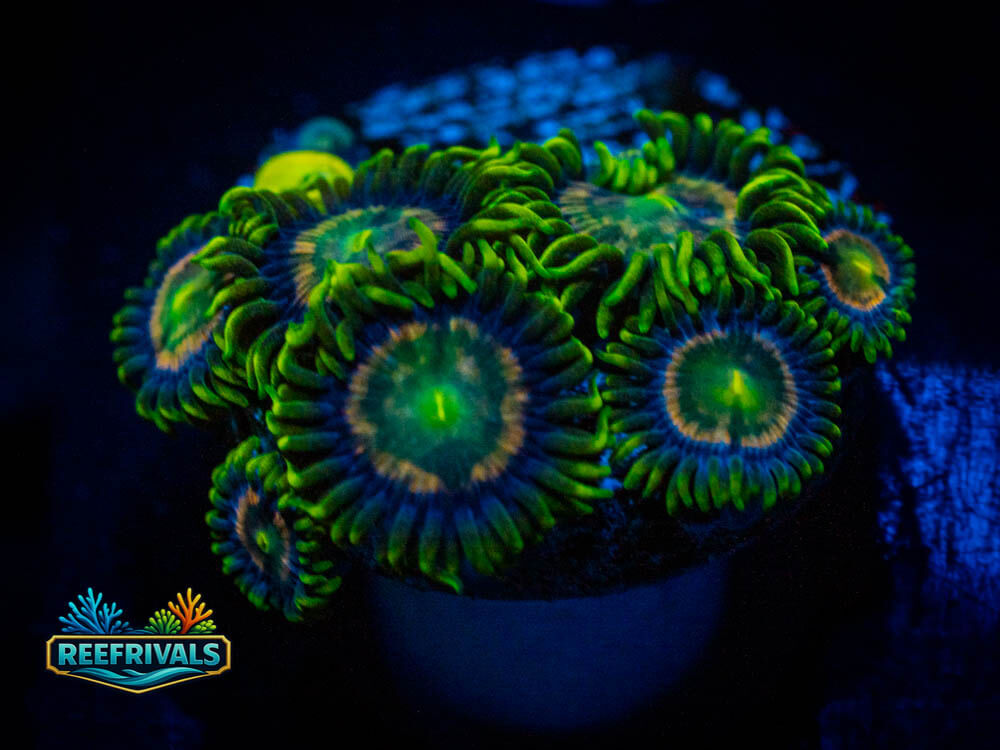 UC Anacondas Zoa WYSIWYG coral image | ReefRivals UC Anacondas Zoa coral image from ReefRivals, listed as Zoas and Soft Coral