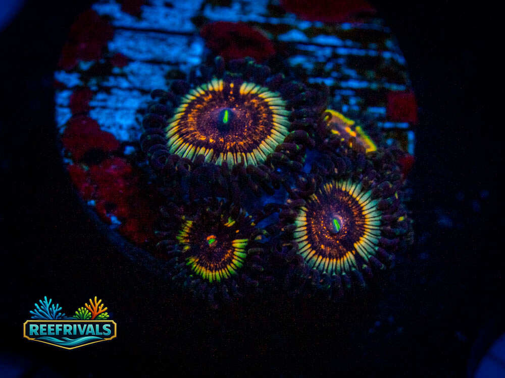 RVL Lemon Squeezy Zoa WYSIWYG coral image | ReefRivals RVL Lemon Squeezy Zoa coral image from ReefRivals, listed as Zoas and Soft Coral
