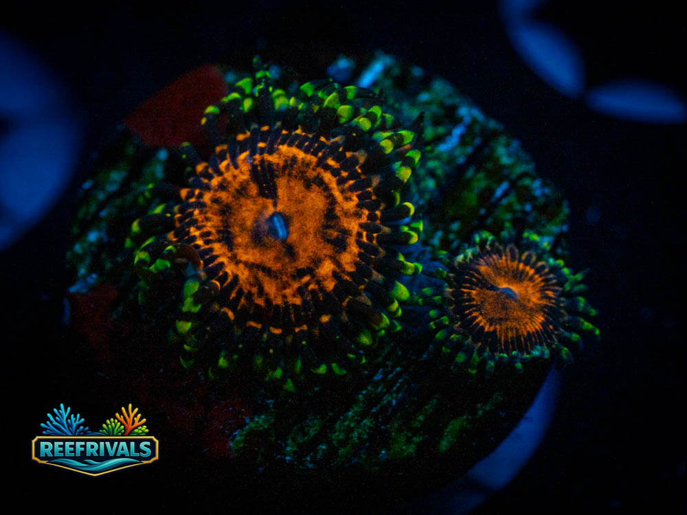 JF Trainwreck Zoa WYSIWYG coral image | ReefRivals JF Trainwreck Zoa coral image from ReefRivals, listed as Zoas and Soft Coral