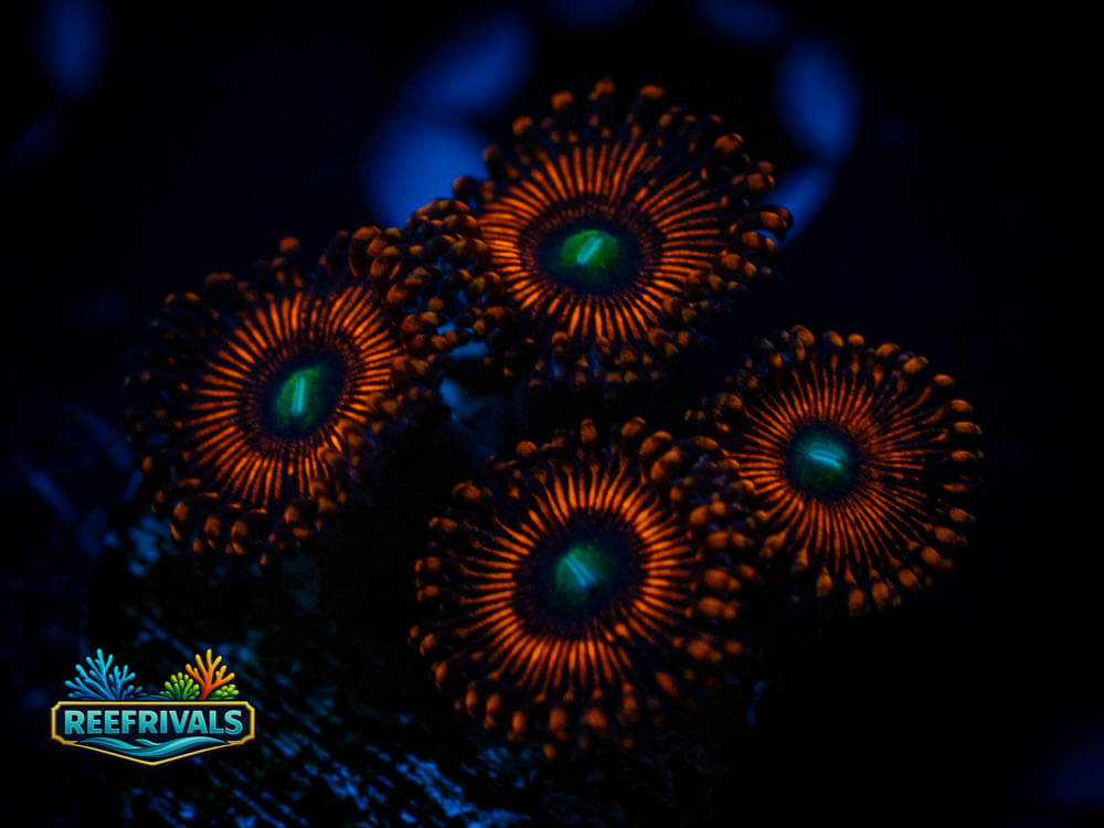 WWC Illuminati Zoa coral image from ReefRivals, listed as Zoas and Soft Coral