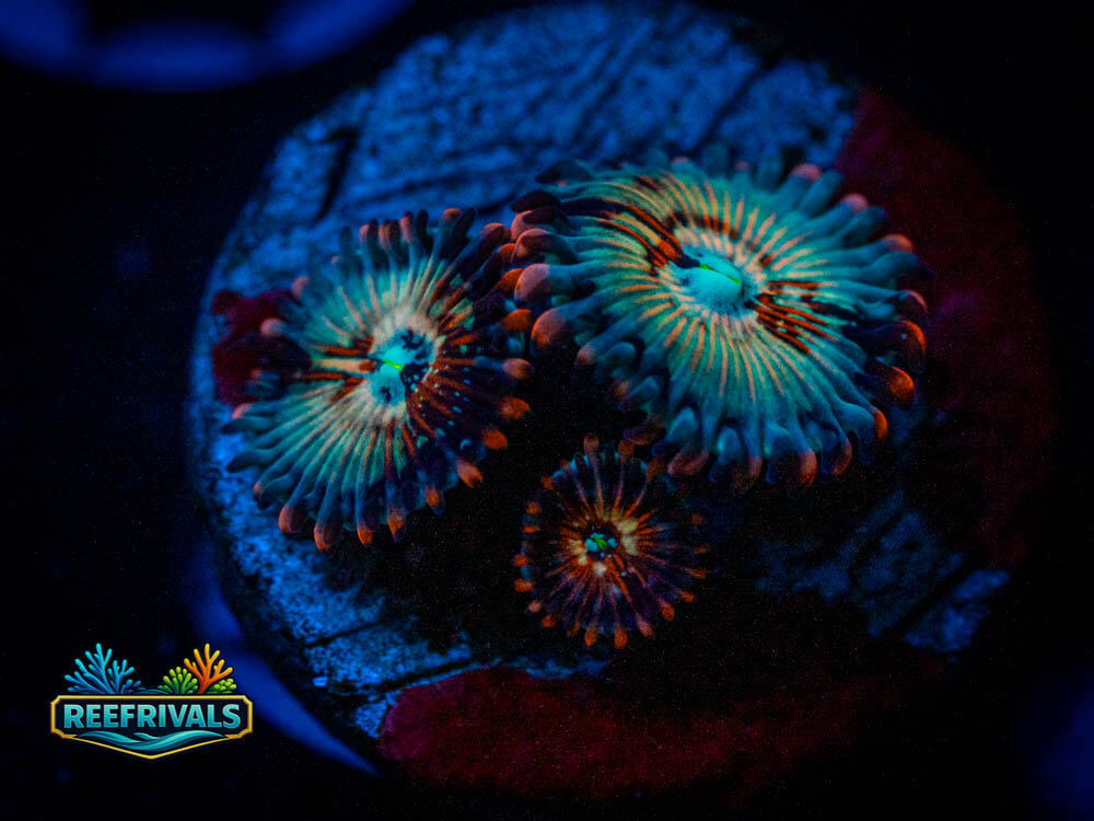 ECC Seduction Zoa WYSIWYG coral image | ReefRivals ECC Seduction Zoa coral image from ReefRivals, listed as zoanthus spp. and Zoas