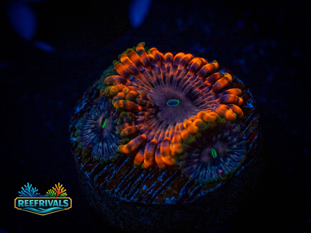 ECC Burning Ember Zoa coral image from ReefRivals, listed as Zoas and Soft Coral