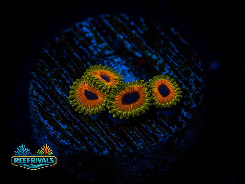 OG Great Owls Zoa WYSIWYG coral image | ReefRivals OG Great Owls Zoa coral image from ReefRivals, listed as Zoas and Soft Coral