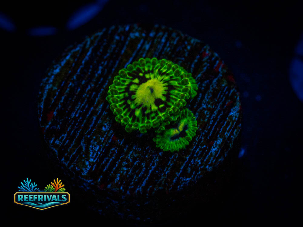OG Exosphere Zoa coral image from ReefRivals, listed as zoanthus spp. and Zoas