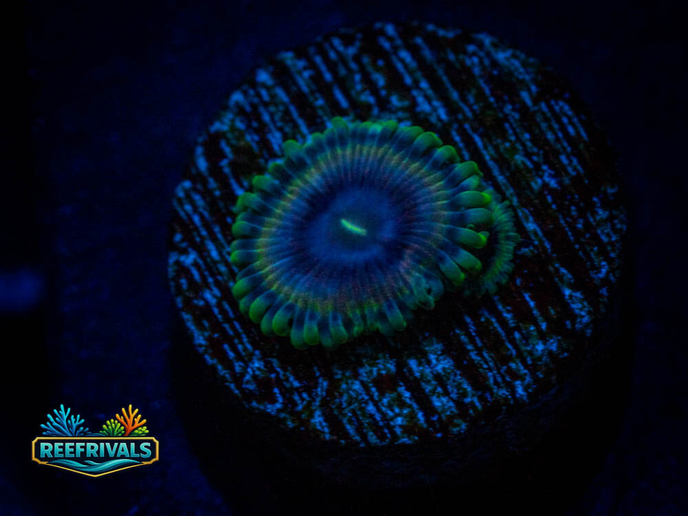 UC King Ivory Zoa WYSIWYG coral image | ReefRivals UC King Ivory Zoa coral image from ReefRivals, listed as Zoanthus / Palythoa spp. and Zoas
