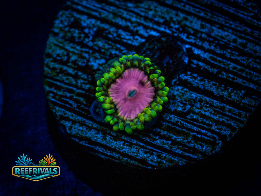 WWC Pink Diamonds Zoa WYSIWYG coral image | ReefRivals WWC Pink Diamonds Zoa coral image from ReefRivals, listed as Zoas and Soft Coral