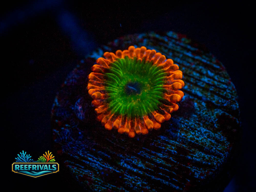 ECC Oompa Loompa Zoa WYSIWYG coral image | ReefRivals ECC Oompa Loompa Zoa coral image from ReefRivals, listed as Zoas and Soft Coral