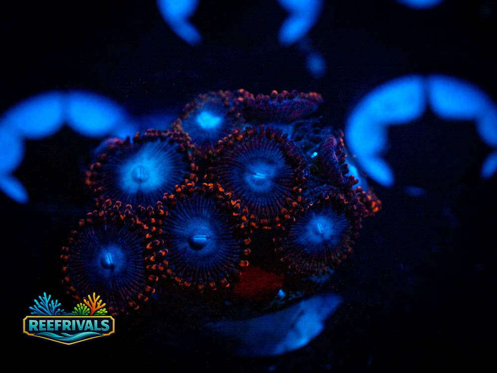 ECC Black Supermans Zoa coral image from ReefRivals, listed as Zoas and Soft Coral