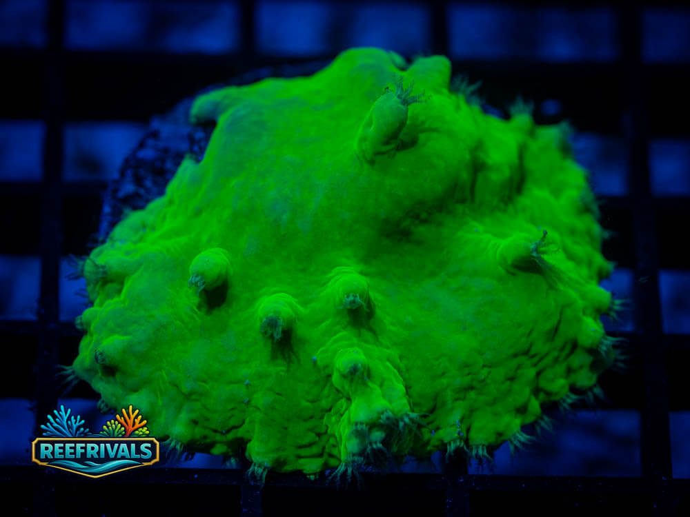 Turbinaria coral image from ReefRivals, listed as Turbinaria spp. and Soft Coral