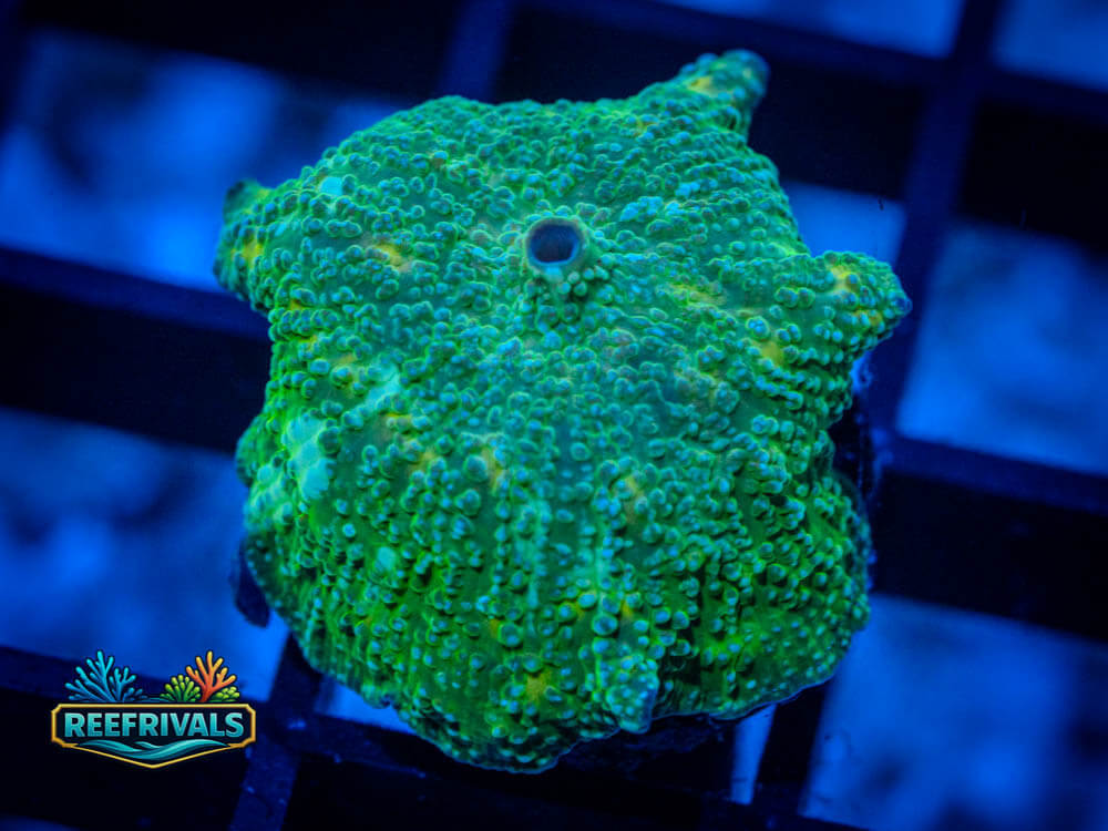 RVL Green Disco coral image from ReefRivals, listed as Discosoma sp. and Mushrooms