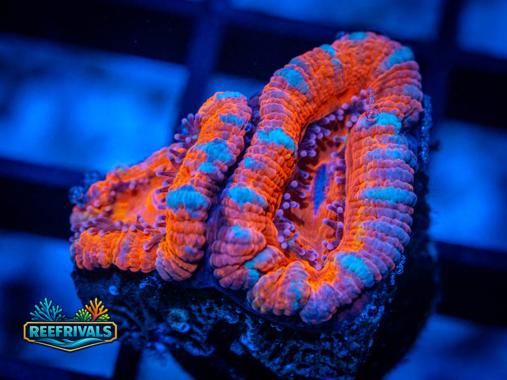 RVL Pink Diamonds WYSIWYG coral image | ReefRivals RVL Pink Diamonds coral image from ReefRivals, listed as Micromussa spp. and Soft Coral