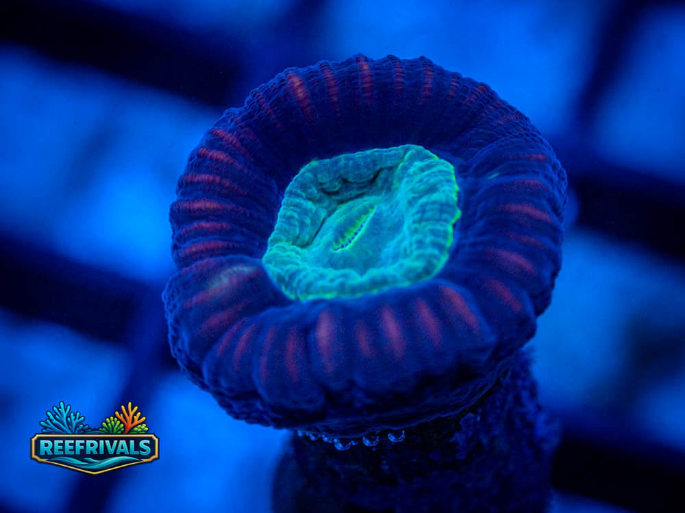 RVL Alien Eye Candy Cane coral image from ReefRivals, listed as Caulestrea spp. and Soft Coral