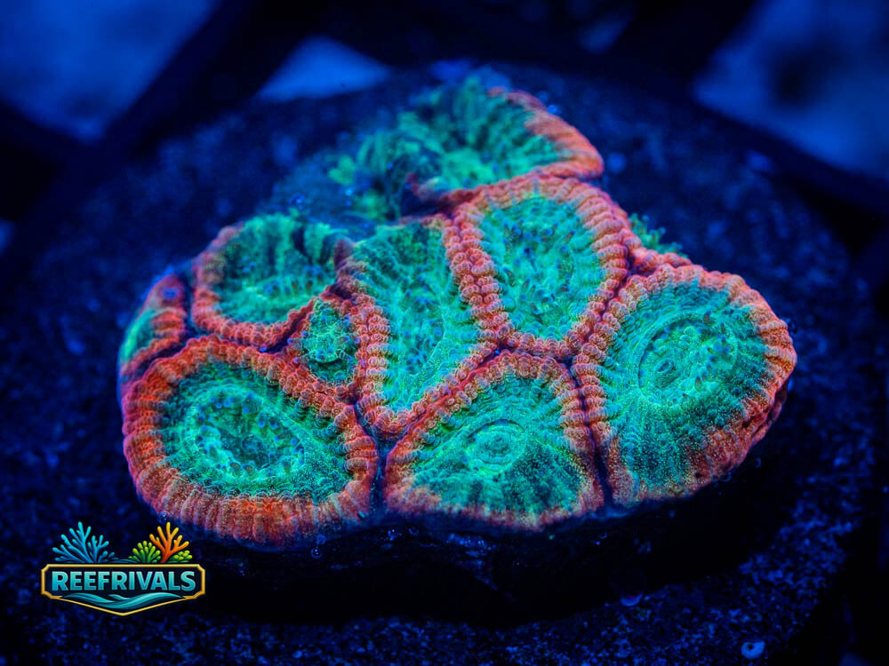 RVL Raging Storm Favia coral image from ReefRivals, listed as Favia / Favites spp. and Soft Coral