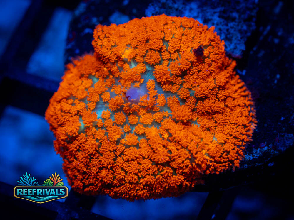 RVL Forest Fire coral image from ReefRivals, listed as Rhodactis sp. and Mushrooms