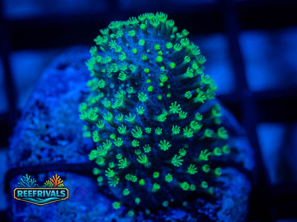RVL Hairy Carey Leather coral image from ReefRivals, listed as Sarcophyton / Lobophytum spp. and Soft Coral