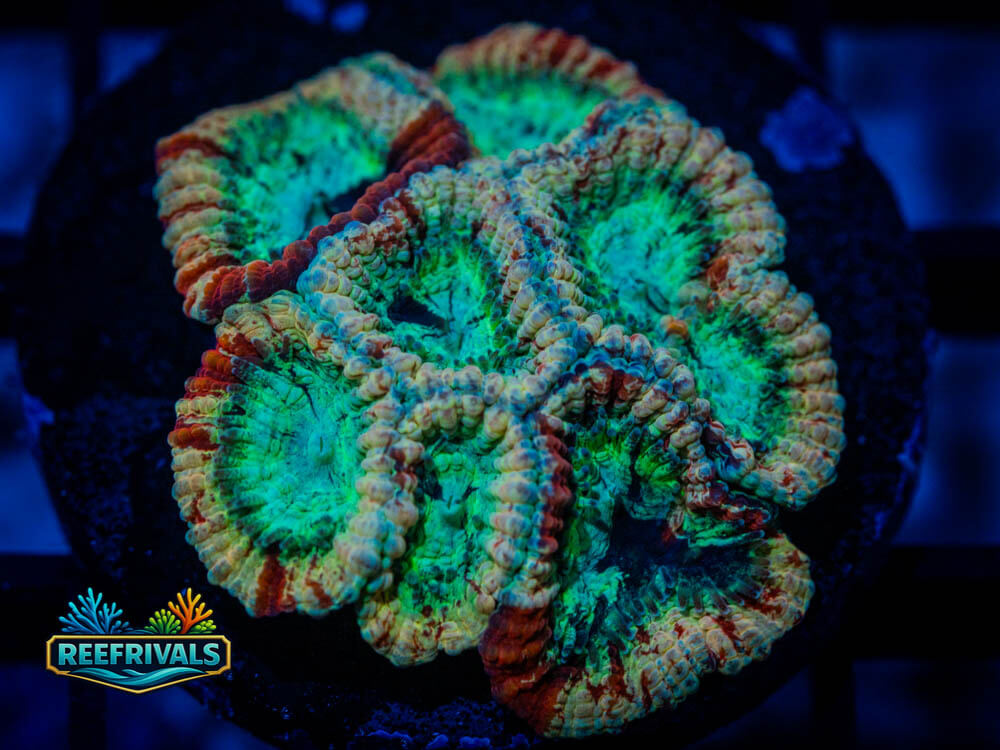 RVL Glassed Blood coral image from ReefRivals, listed as Favia / Favites spp. and Soft Coral