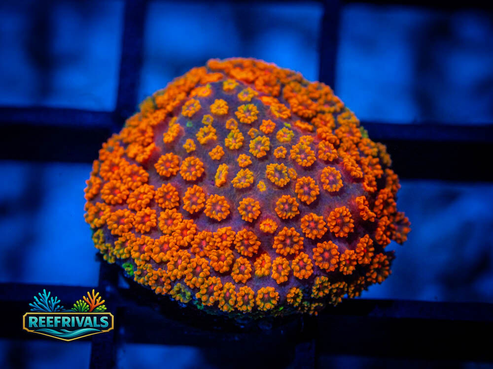 RVL Agent Orange coral image from ReefRivals, listed as Goniopora spp. and Soft Coral