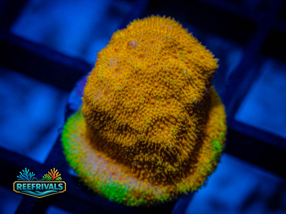 RVL Tupelo Honey Psammo WYSIWYG coral image | ReefRivals RVL Tupelo Honey Psammo coral image from ReefRivals, listed as Psammocora spp. and Soft Coral