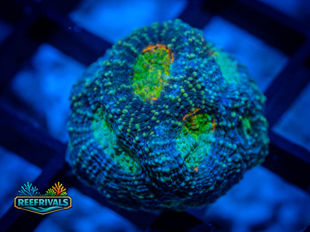 UC Wipeout WYSIWYG coral image | ReefRivals UC Wipeout coral image from ReefRivals, listed as Micromussa Enchinata spp. and Soft Coral