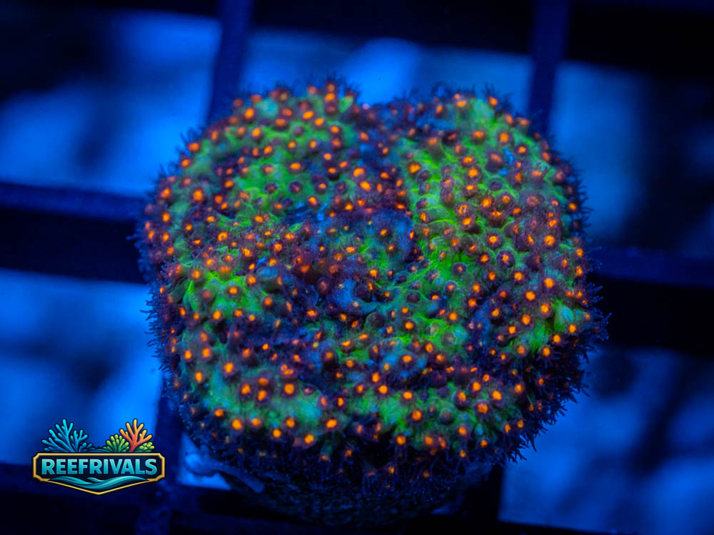 JF Sunset Stylo WYSIWYG coral image | ReefRivals JF Sunset Stylo coral image from ReefRivals, listed as Stylocoeniella spp. and Soft Coral