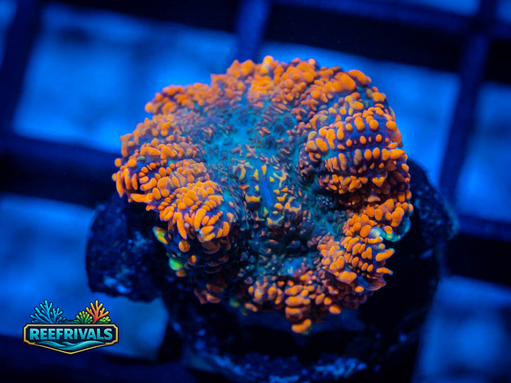 TG Firestorm Mushroom WYSIWYG coral image | ReefRivals TG Firestorm Mushroom coral image from ReefRivals, listed as Rhodactis sp. and Mushrooms