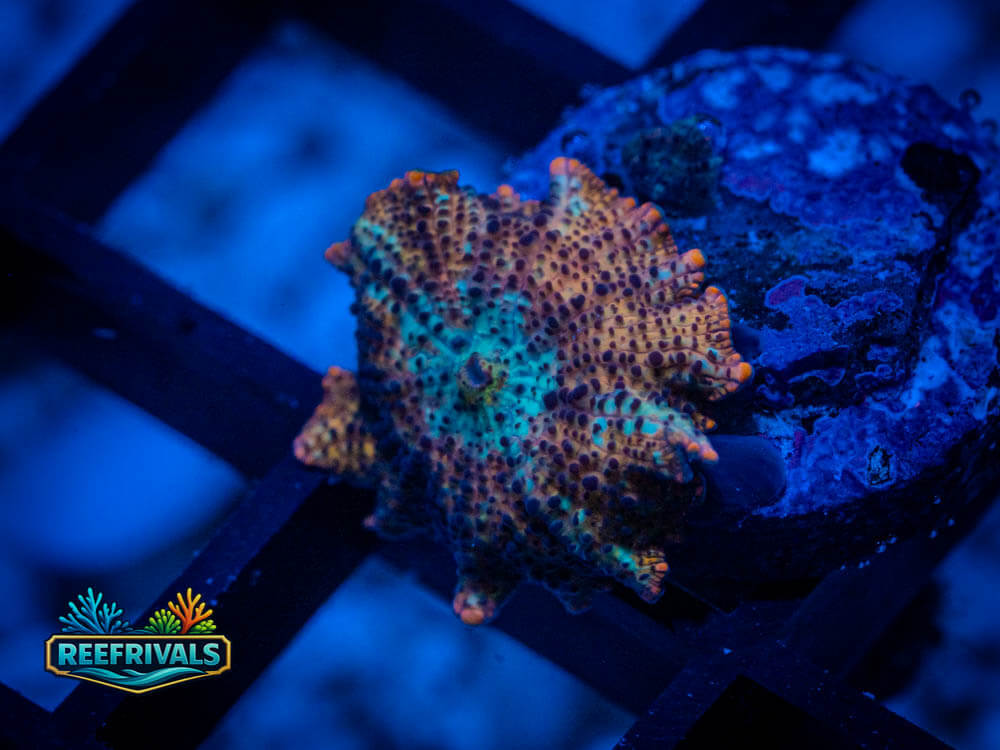 RVL Leopard Skin Disco coral image from ReefRivals, listed as Discosoma sp. and Mushrooms