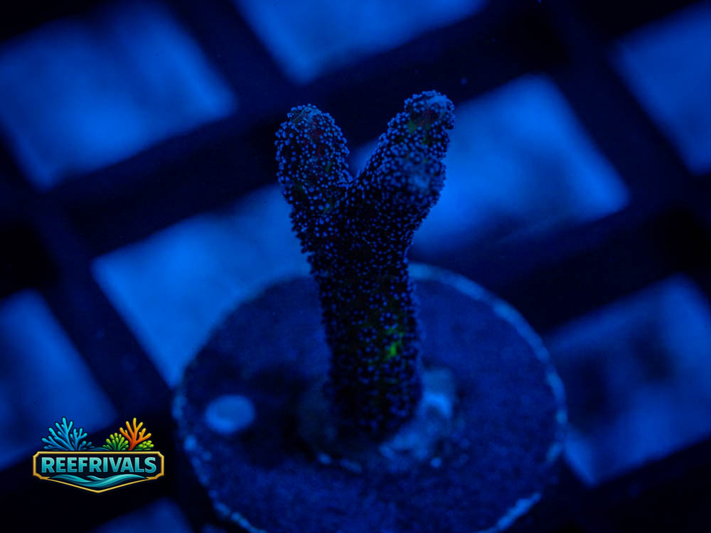 RVL Purple Stylo WYSIWYG coral image | ReefRivals RVL Purple Stylo coral image from ReefRivals, listed as Stylophora sp. and Soft Coral